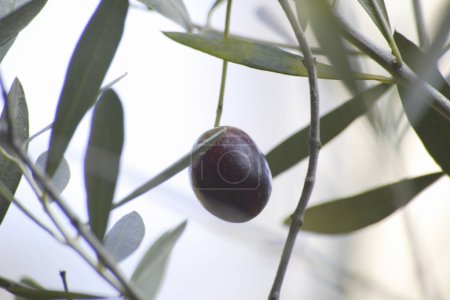 Téléchargez les photos : Gros plan de la branche d'olivier avec des olives vertes mûres dans le jardin. - en image libre de droit