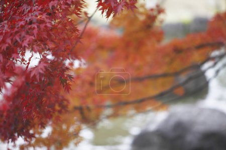 Foto de Vista de cerca de hermosas hojas brillantes de otoño en el parque. temporada de otoño - Imagen libre de derechos