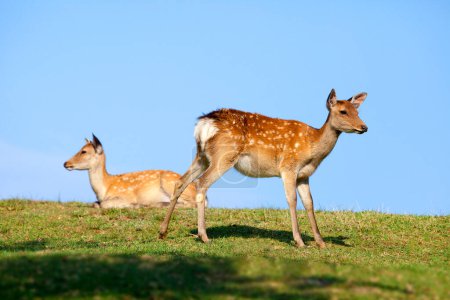 Téléchargez les photos : Deux jeunes cerfs sur pelouse herbeuse - en image libre de droit