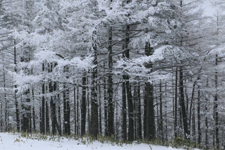 Téléchargez les photos : Neige - forêt de pins et d'arbres couverts en hiver - en image libre de droit
