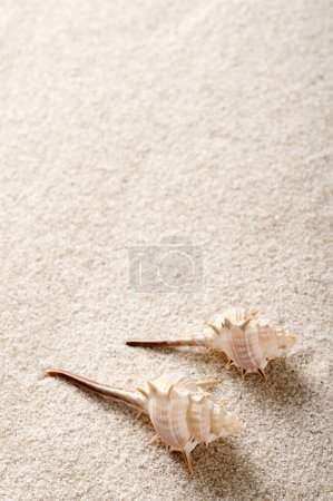 Téléchargez les photos : Coquillages d'été sur fond de plage de sable - en image libre de droit