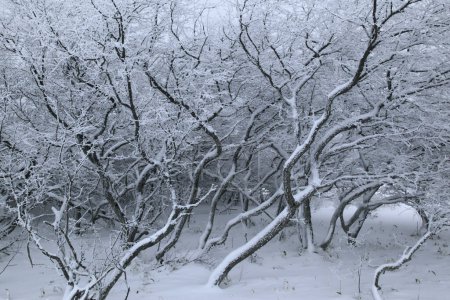 Téléchargez les photos : Paysage hivernal avec arbres enneigés - en image libre de droit