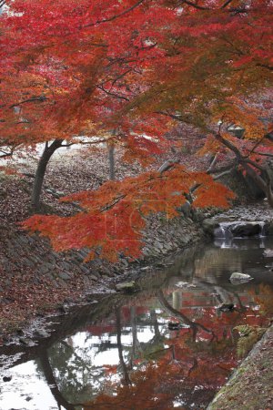 Téléchargez les photos : Paysage d'automne avec des arbres et des feuilles lumineuses, belle petite rivière dans le parc - en image libre de droit