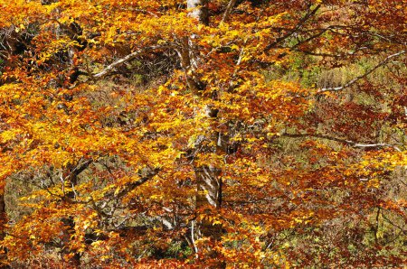 Foto de Hermoso paisaje con árboles de otoño, fondo de follaje de otoño - Imagen libre de derechos