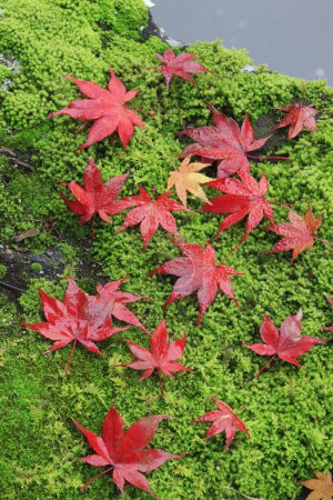 Foto de Hermosas hojas de arce de otoño brillante en el musgo verde en el bosque - Imagen libre de derechos