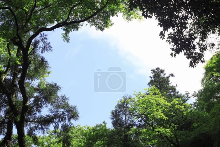 Téléchargez les photos : Beaux arbres verts dans la forêt et ciel bleu - en image libre de droit