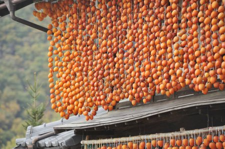 Photo for Dried persimmon.Traditional Japanese food. - Royalty Free Image
