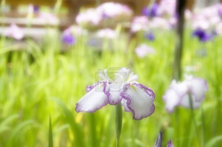 Photo for Close-up view of beautiful purple iris flowers in the garden - Royalty Free Image