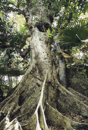Téléchargez les photos : Vue rapprochée de la grosse racine d'arbre à Okinawa - en image libre de droit