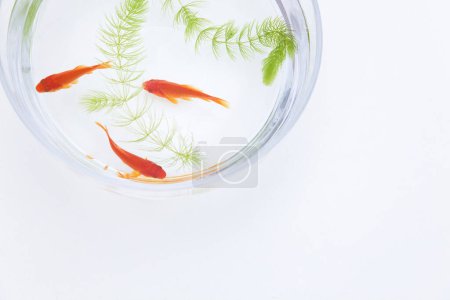 Photo for Golden fish in aquarium water on white background - Royalty Free Image