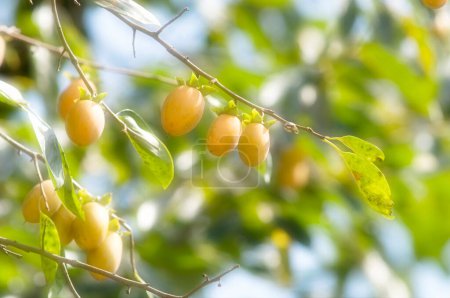 fresh   wampee fruits on a tree on nature background