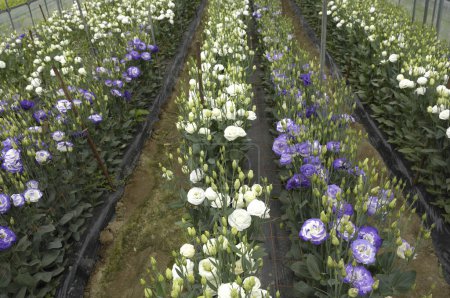 Foto de Flores blancas y moradas en el jardín - Imagen libre de derechos