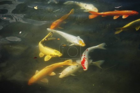 Téléchargez les photos : Beaux poissons koï nageant dans l'étang - en image libre de droit