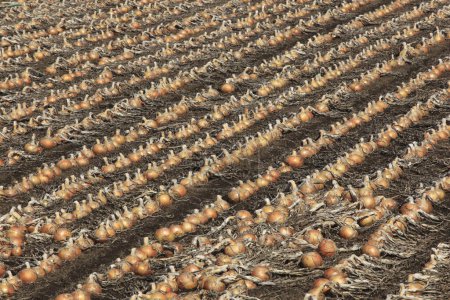 Foto de Filas de bulbos de cebolla en el campo agrícola - Imagen libre de derechos