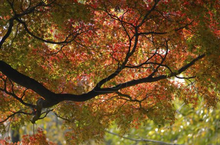 Téléchargez les photos : Feuilles d'érable rouge sur l'arbre. automne nature. - en image libre de droit