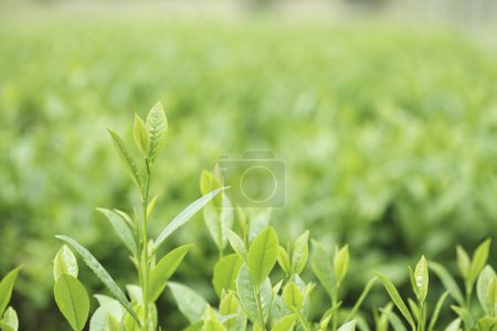 Photo for Green leaves growing  in the plantation - Royalty Free Image