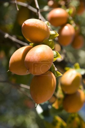 Téléchargez les photos : Fruits frais wampee sur un arbre sur fond de nature - en image libre de droit
