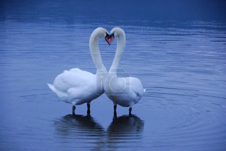Téléchargez les photos : Beaux cygnes blancs dans le lac sur fond de nature - en image libre de droit