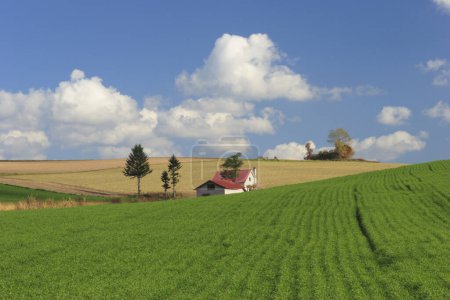 Téléchargez les photos : Paysage rural en été - en image libre de droit