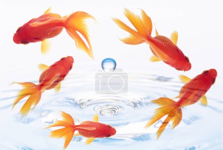 Téléchargez les photos : Beau poisson doré en aquarium - en image libre de droit