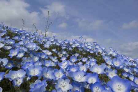 Foto de Hermosas flores azules en el jardín - Imagen libre de derechos