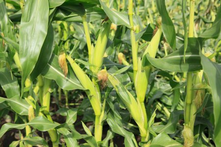 Foto de Plantas de maíz en el campo en el fondo de la naturaleza - Imagen libre de derechos