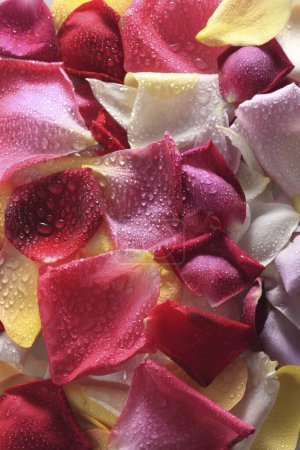 Téléchargez les photos : Vue rapprochée de belles pétales de rose tendres sur fond clair - en image libre de droit