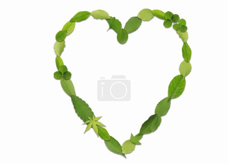 Photo for Heart made of green leaves on white - Royalty Free Image