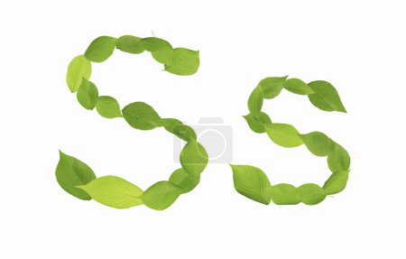 Photo for S letter made of green leaves isolated on white background - Royalty Free Image