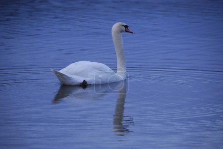 Téléchargez les photos : Cygne blanc sur le lac sur fond de nature - en image libre de droit