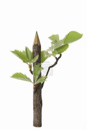 Téléchargez les photos : Crayon avec feuilles d'arbre isolées sur fond blanc - en image libre de droit