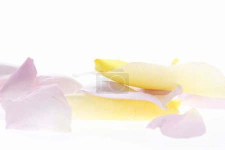 Téléchargez les photos : Pétales de fleurs jaunes sur fond blanc - en image libre de droit