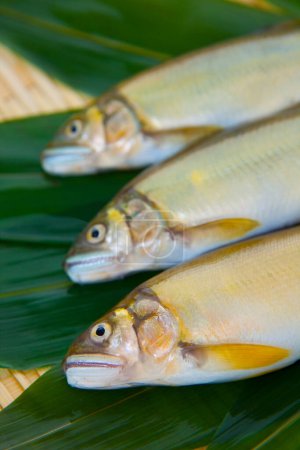 Téléchargez les photos : Trois poissons sur les feuilles sur le fond, gros plan - en image libre de droit