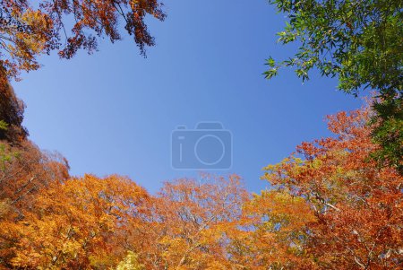 Photo for Colorful and bright yellow, orange and green leaves on trees - Royalty Free Image