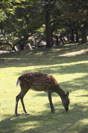 Photo for Young    deer   at a park in Nara, Japan - Royalty Free Image