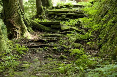 Foto de Hermosa vista del antiguo camino de piedra en el bosque verde - Imagen libre de derechos