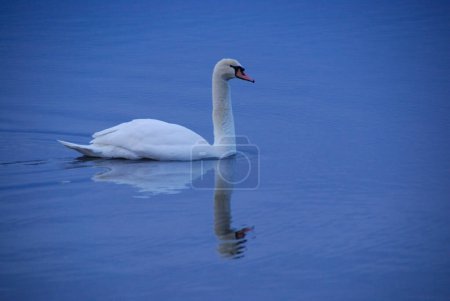 Photo for White swan on the lake on nature background - Royalty Free Image