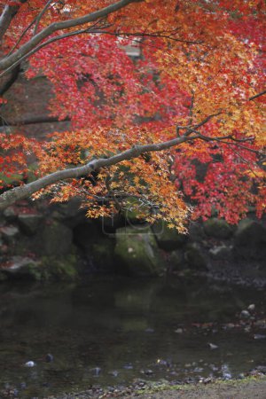 Téléchargez les photos : Feuilles d'érable rouge à l'automne - en image libre de droit