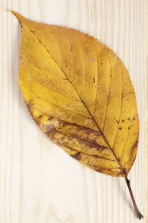 Téléchargez les photos : Vue rapprochée de la feuille d'automne brillante sur le fond en bois - en image libre de droit