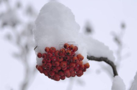 Téléchargez les photos : Baies rouges congelées sur la branche, couvertes de neige - en image libre de droit