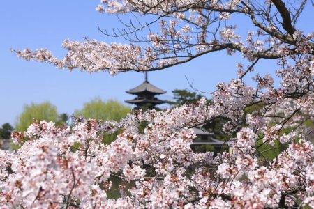 Foto de Imagen del hermoso Templo Kofuku y flores de sakura - Imagen libre de derechos