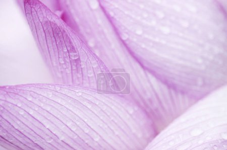 Photo for Beautiful purple  flower close up on background - Royalty Free Image
