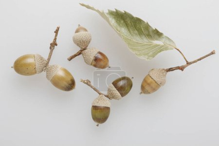 Photo for Close up view of whole oak acorns on white background - Royalty Free Image