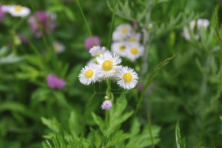 Foto de Hermosas flores en el jardín, primer plano - Imagen libre de derechos