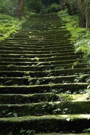 Téléchargez les photos : Escaliers anciens dans la forêt - en image libre de droit