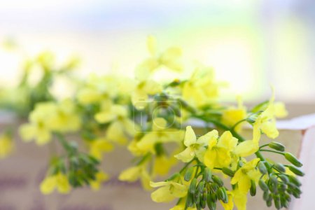 Téléchargez les photos : Fleurs jaunes dans le jardin - en image libre de droit