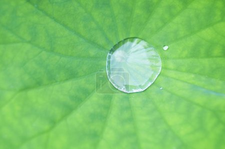 Foto de Primer plano de gota de agua en la hoja de loto - Imagen libre de derechos