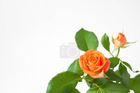 Foto de Rosas naranjas flores aisladas sobre fondo blanco - Imagen libre de derechos