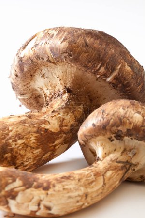 Photo for Fresh mushrooms on white background, close-up view. - Royalty Free Image