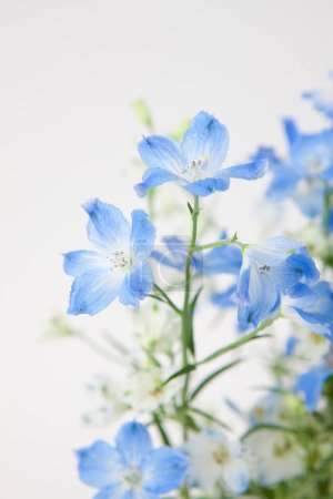 Foto de Flores de maíz azules sobre fondo blanco
. - Imagen libre de derechos